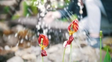 Yaz günü küçük bir göl su sıçramasına bir kız