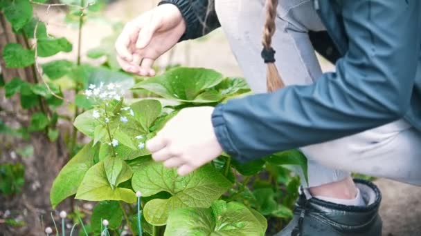 Dívka se nakloní ke čichat květiny v zahradě, letní den — Stock video