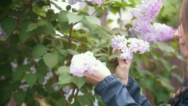 Fille, rompt un brin de lilas et renifle, jour d'été, ralenti — Video