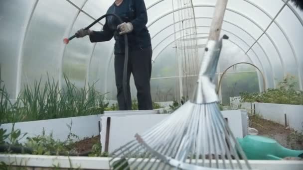 Mormor i ett växthus vattning plantor, sommardag, slow motion — Stockvideo