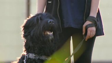 Köpek suratı güneş, parkta bir yürüyüş üstünde belgili tanımlık köpek arka planda