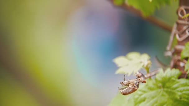 May bug crawling on a leaf, in the background girl watering the garden — Stok Video