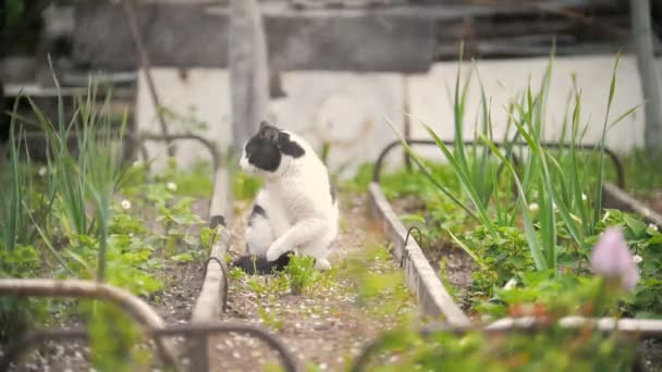 En katt slickar en tass, sitter i trädgården, en solig dag — Stockvideo