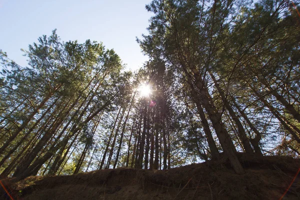 Pădure cu lumina soarelui care trece prin pini — Fotografie, imagine de stoc