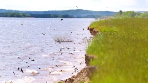 Der Rand des Hügels mündet in den Fluss, über den die Schwalben fliegen — Stockvideo