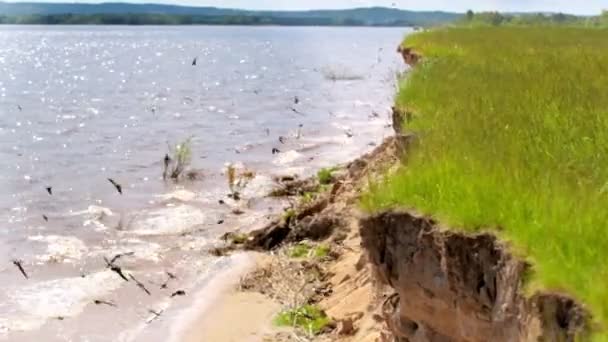 Abgrund auf einem Hügel mit Blick auf den breiten Fluss, Schwalben fliegen über das Wasser — Stockvideo