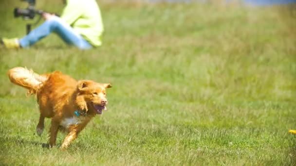 Смешная рыжая собака бегает по траве в солнечный день — стоковое видео