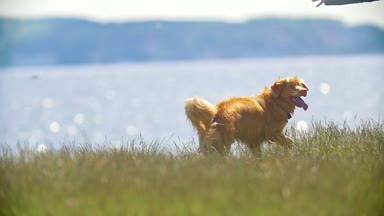 Güneşli bir günde, çimde frizbi oynayan komik sarı köpek yavaş hareket
