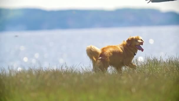 Забавная жёлтая собака, играющая фрисби на траве в солнечный день, замедленная съемка — стоковое видео