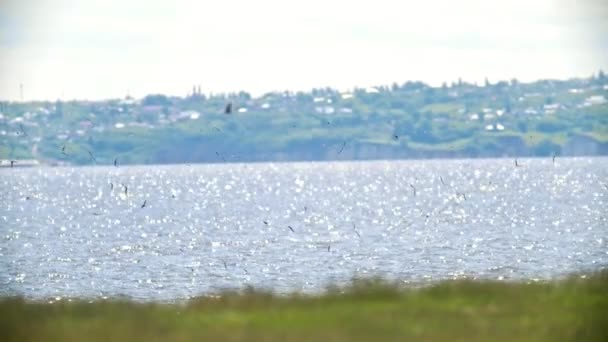 Manada voladora de golondrinas sobre el río en la colina en un día soleado — Vídeos de Stock