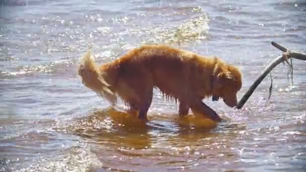 Cão engraçado beber água do rio no dia ensolarado — Vídeo de Stock