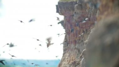 Büyük uçurum yaz günde Nehri üzerinde uçan kuşlar sürüsü