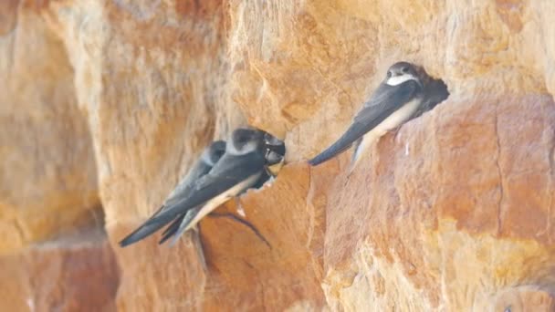 Zwaluwen zittend op de muur op de klif — Stockvideo