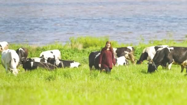 Mladá žena chůze s krávy na pastvině ve slunečný den