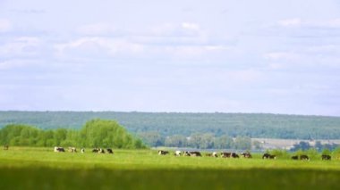 Çayırda çok yaz günde otlatma inek sürüsü