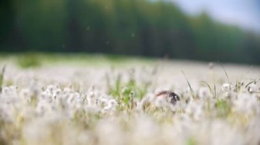 Neşeli kadın eğleniyor dandelions alanına güneşli bir günde