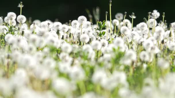 晴れた日のタンポポの緑の草原 — ストック動画
