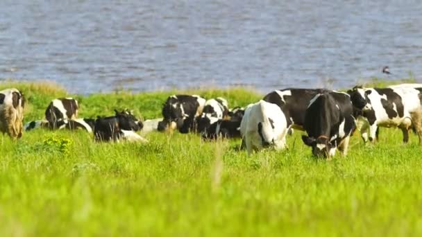 Vacas en el pasto mastica hierba cerca del río en día soleado — Vídeos de Stock