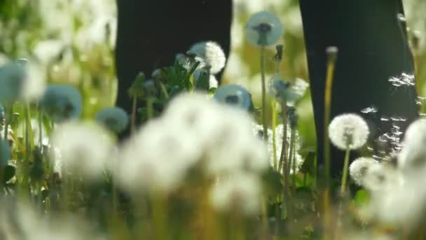 Les jambes de la femelle marchant sur la prairie de peluches de pissenlit volent dans les airs — Video