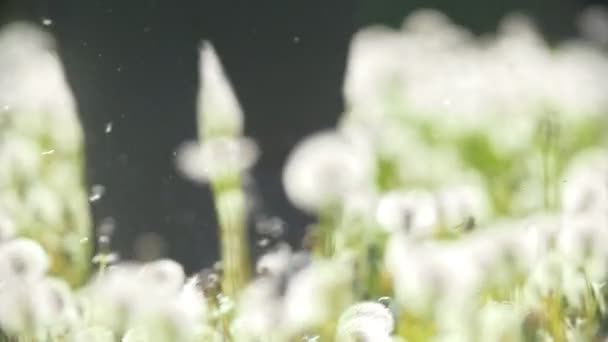 Legs of woman running on the meadow of dandelions, fluff flies through the air — Stock Video