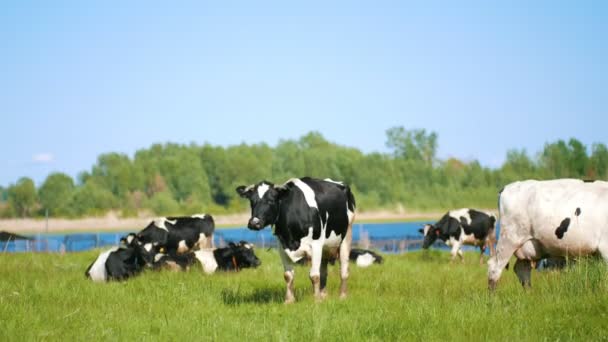 Корови пасуться на лузі біля річки в сонячний день — стокове відео