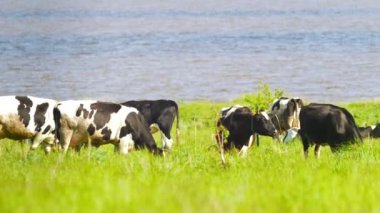 Güneşli bir günde bir yeşil çayır üzerinde otlatma süt inekleri