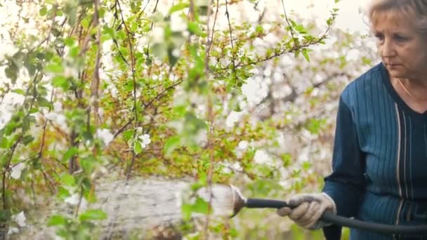 Взрослая женщина поливает яблоню из шланга, летний день в саду — стоковое видео