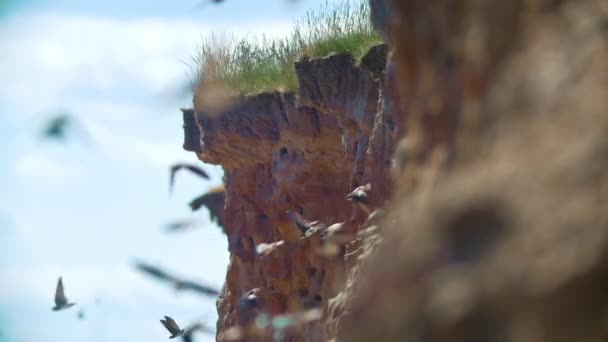 Flock svalor som flyger nära klippan över havet i soliga dag — Stockvideo