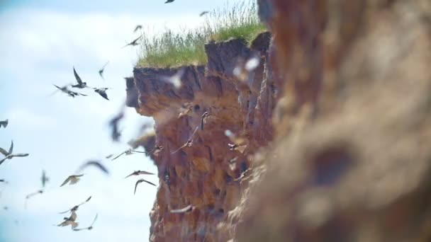 Schwalben fliegen an sonnigen Tagen um die Klippe — Stockvideo