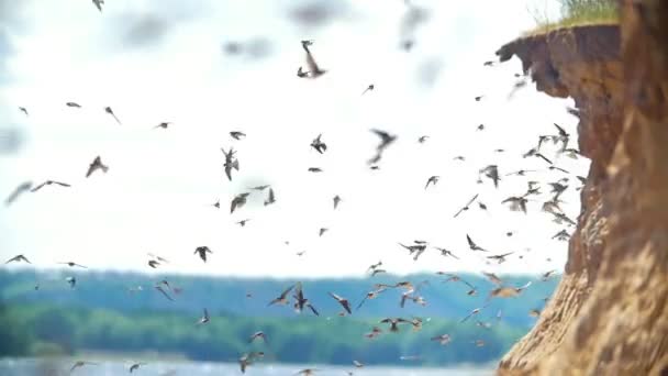 Gran bandada de aves volando en el acantilado en el día de verano sobre el río — Vídeos de Stock