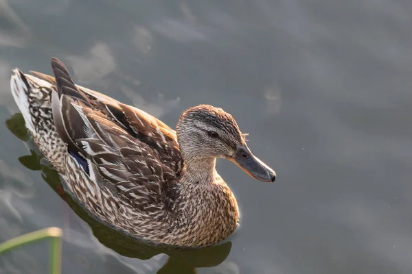 Gräsand anka simning på sjön vid sommarsolen — Stockfoto