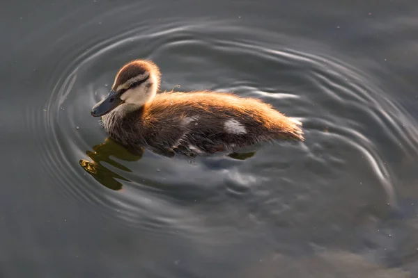 Mallard duck in the water of lake under the summer sunshine — Stock Photo, Image