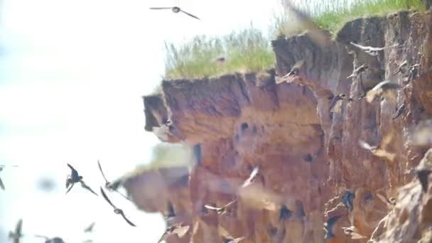 Jaskółki latają urwiska na zewnątrz w słoneczny dzień — Wideo stockowe