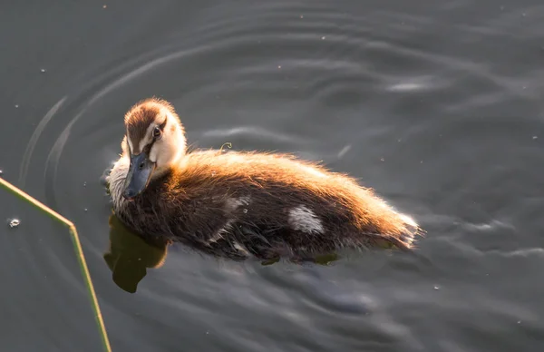 Mallard duck in het water van lake onder de zomer zon — Stockfoto