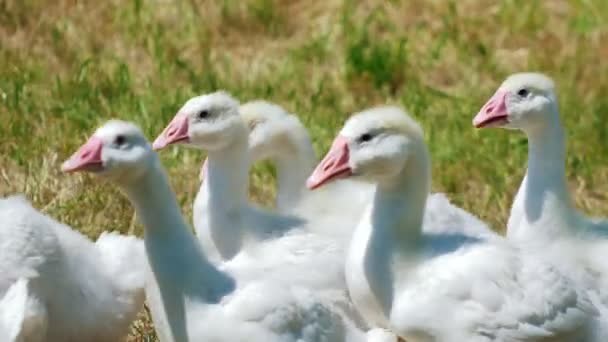 Manada de gansos blancos animales domésticos en el parque en el campo de hierba — Vídeo de stock