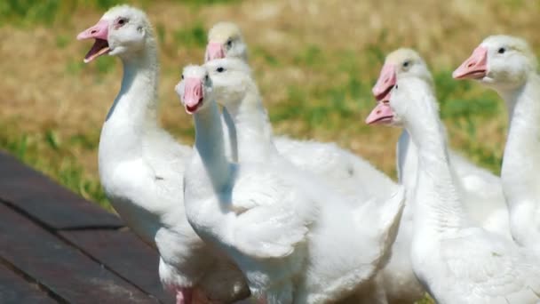 Зграя білих гусей домашніх тварин у парку на трав'яному полі — стокове відео