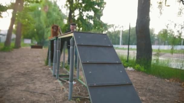 El perro irlandés setter entrenamiento con anfitrión en el patio de recreo — Vídeos de Stock