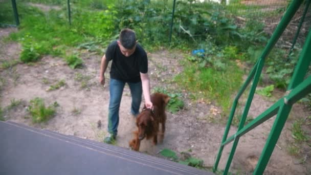 Ung man tränar sin hund - Irländsk setter klättrar i trappan — Stockvideo