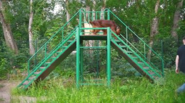 Köpek doğurmak kırmızı İrlandalı kanepe rinning yaz Park'ta açık havada merdivenlerde
