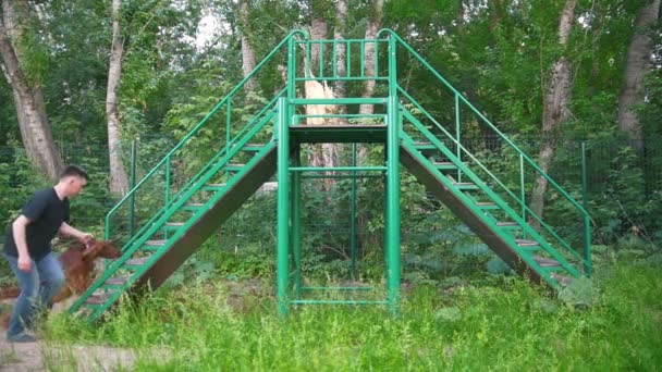 Joven controlador masculino entrenar a su perro en las escaleras al aire libre en el parque de verano — Vídeos de Stock