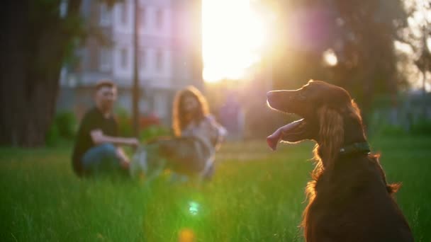 Irlandés setter sentado en la hierba en frente de la pareja que juega con su perro — Vídeos de Stock