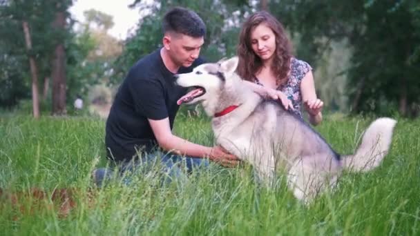 若いカップルと犬残りを持っている屋外芝生の上の夏の夕暮れ時 — ストック動画