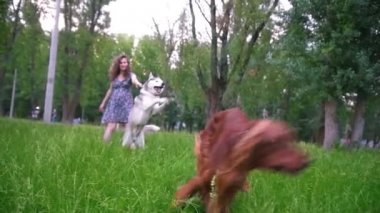 İki köpek oynamaya açık havada onun sahibi - hamile kadın - İrlandalı kanepe ve husky, yavaş hareket