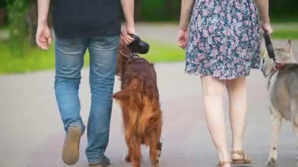 Rodzina para z zwierzęta psy spaceru w parku - mężczyzna i kobieta idzie z Seter irlandzki i husky — Wideo stockowe