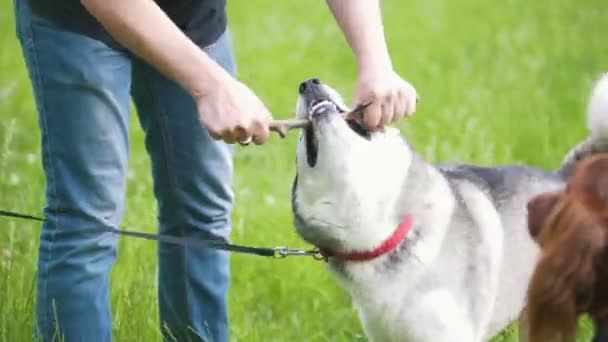 Człowiek bawi husky w parku - znajomych, grając ze zwierzętami — Wideo stockowe