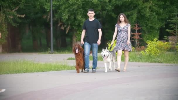 Homem e mulher - casal familiar com cães de estimação andando no parque - setter irlandês e husky - slow-motion — Vídeo de Stock