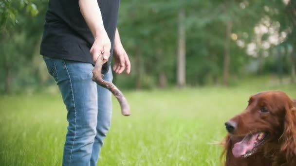 Young man plays with his pet dog - irish setter. Male give him branch of the tree — Stock Video