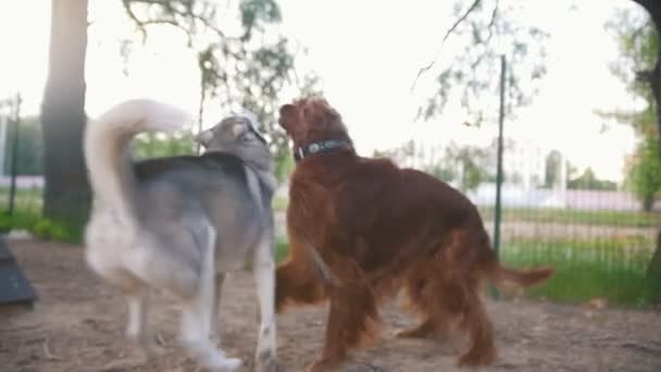 Две собаки, играющие на улице - радужная канализация и хаски, замедленная съемка — стоковое видео