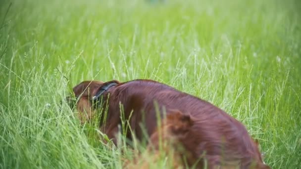 Le chien - Setter irlandais se trouve sur l'herbe au parc d'été — Video