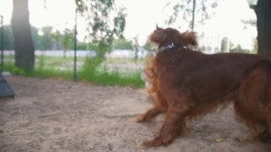 iki köpek - İrlandalı kanepe ve husky oynama